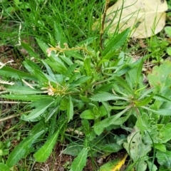 Lepidium africanum at O'Connor, ACT - 18 Aug 2023