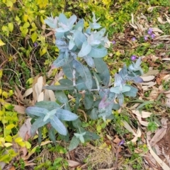 Eucalyptus bicostata (Southern Blue Gum, Eurabbie) at Banksia Street Wetland Corridor - 18 Aug 2023 by trevorpreston