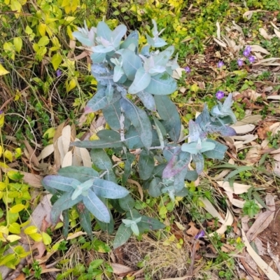 Eucalyptus bicostata (Southern Blue Gum, Eurabbie) at O'Connor, ACT - 18 Aug 2023 by trevorpreston