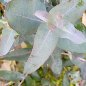 Eucalyptus globulus subsp. bicostata at O'Connor, ACT - 18 Aug 2023