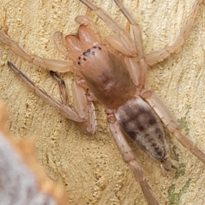 Clubiona sp. (genus) (Unidentified Stout Sac Spider) at Banksia Street Wetland Corridor - 18 Aug 2023 by trevorpreston