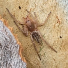 Clubiona sp. (genus) at O'Connor, ACT - 18 Aug 2023 11:35 AM