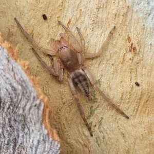 Clubiona sp. (genus) at O'Connor, ACT - 18 Aug 2023 11:35 AM