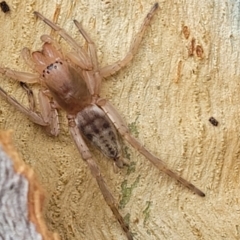 Clubiona sp. (genus) at O'Connor, ACT - 18 Aug 2023 11:35 AM