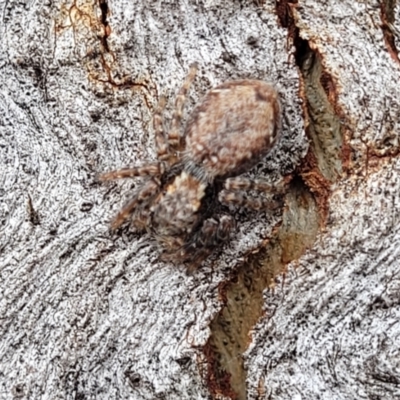 Servaea incana (Hoary Servaea) at Banksia Street Wetland Corridor - 18 Aug 2023 by trevorpreston