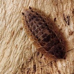 Laxta granicollis (Common bark or trilobite cockroach) at O'Connor, ACT - 18 Aug 2023 by trevorpreston