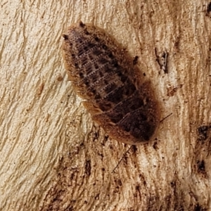 Laxta granicollis at O'Connor, ACT - 18 Aug 2023 11:35 AM