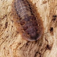 Laxta granicollis at O'Connor, ACT - 18 Aug 2023 11:35 AM