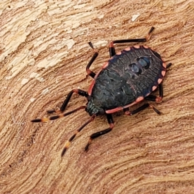 Diemenia rubromarginata (Pink-margined bug) at Banksia Street Wetland Corridor - 18 Aug 2023 by trevorpreston