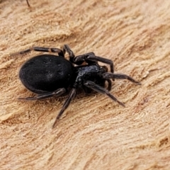 Badumna sp. (genus) (Lattice-web spider) at O'Connor, ACT - 18 Aug 2023 by trevorpreston