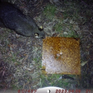 Trichosurus vulpecula at Acton, ACT - 4 Aug 2023