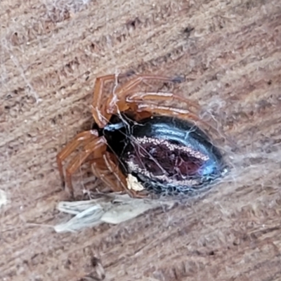 Euryopis umbilicata (Striped tick spider) at Banksia Street Wetland Corridor - 18 Aug 2023 by trevorpreston