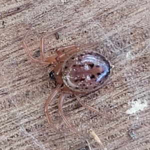 Euryopis umbilicata at O'Connor, ACT - 18 Aug 2023