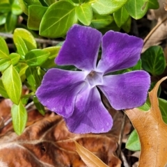 Vinca major (Blue Periwinkle) at Banksia Street Wetland Corridor - 18 Aug 2023 by trevorpreston