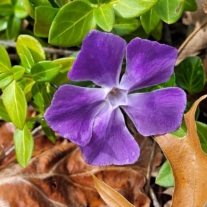 Vinca major at O'Connor, ACT - 18 Aug 2023