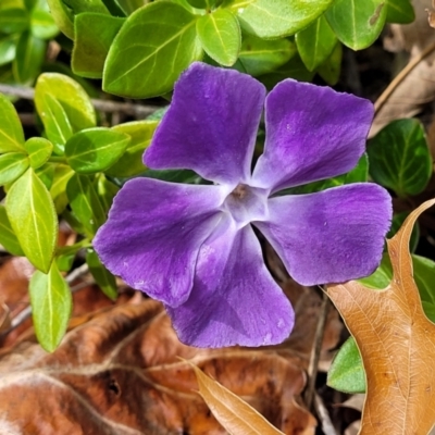 Vinca major (Blue Periwinkle) at Banksia Street Wetland Corridor - 18 Aug 2023 by trevorpreston