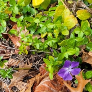 Vinca major at O'Connor, ACT - 18 Aug 2023