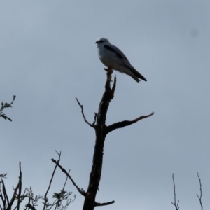 Elanus axillaris at Belconnen, ACT - 18 Aug 2023