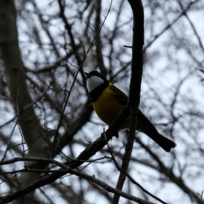 Pachycephala pectoralis (Golden Whistler) at Giralang, ACT - 18 Aug 2023 by KaleenBruce