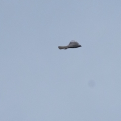 Accipiter fasciatus (Brown Goshawk) at Belconnen, ACT - 18 Aug 2023 by KaleenBruce