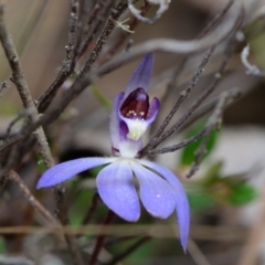 Cyanicula caerulea (Blue Fingers, Blue Fairies) at Black Mountain - 18 Aug 2023 by RobertD