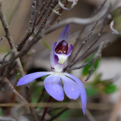 Cyanicula caerulea (Blue Fingers, Blue Fairies) at Canberra Central, ACT - 18 Aug 2023 by RobertD