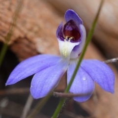 Cyanicula caerulea at Canberra Central, ACT - suppressed