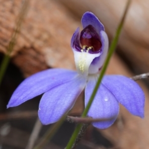 Cyanicula caerulea at Canberra Central, ACT - 18 Aug 2023