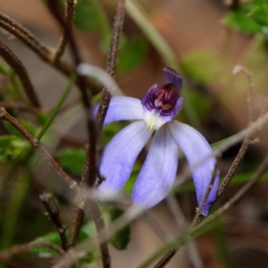 Cyanicula caerulea at Canberra Central, ACT - 18 Aug 2023