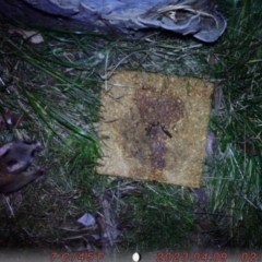 Trichosurus vulpecula (Common Brushtail Possum) at ANU Liversidge Precinct - 18 Aug 2023 by u7483047