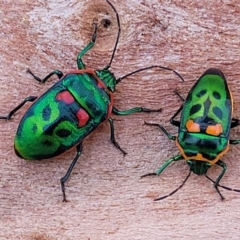 Scutiphora pedicellata (Metallic Jewel Bug) at Banksia Street Wetland Corridor - 18 Aug 2023 by trevorpreston