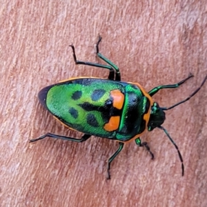 Scutiphora pedicellata at O'Connor, ACT - 18 Aug 2023