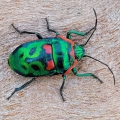 Scutiphora pedicellata at O'Connor, ACT - 18 Aug 2023