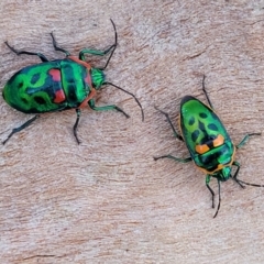 Scutiphora pedicellata at O'Connor, ACT - 18 Aug 2023 04:08 PM