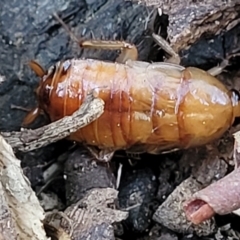 Blattidae sp. (family) (Unidentified blattid cockroach) at O'Connor, ACT - 18 Aug 2023 by trevorpreston