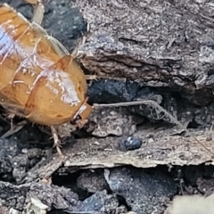 Blattidae sp. (family) at O'Connor, ACT - 18 Aug 2023