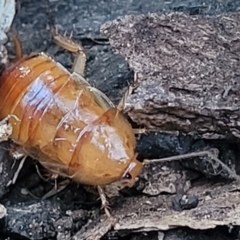 Blattidae sp. (family) at O'Connor, ACT - 18 Aug 2023