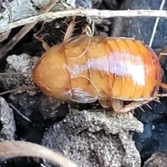 Blattidae sp. (family) at O'Connor, ACT - 18 Aug 2023 04:06 PM