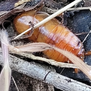 Blattidae sp. (family) at O'Connor, ACT - 18 Aug 2023 04:06 PM