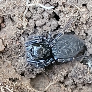 Salticidae (family) at O'Connor, ACT - 18 Aug 2023