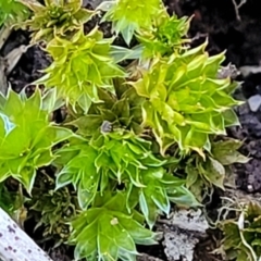 Unidentified Moss, Liverwort or Hornwort at Banksia Street Wetland Corridor - 18 Aug 2023 by trevorpreston