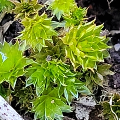 Unidentified Moss, Liverwort or Hornwort at Banksia Street Wetland Corridor - 18 Aug 2023 by trevorpreston