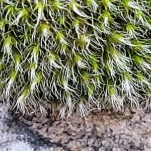 Grimmia sp. at O'Connor, ACT - 18 Aug 2023