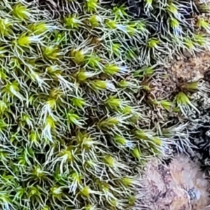 Grimmia sp. at O'Connor, ACT - 18 Aug 2023