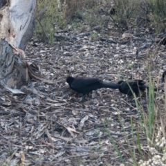 Corcorax melanorhamphos (White-winged Chough) at Black Mountain - 18 Aug 2023 by RobertD