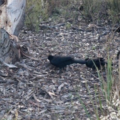 Corcorax melanorhamphos (White-winged Chough) at Canberra Central, ACT - 18 Aug 2023 by RobertD
