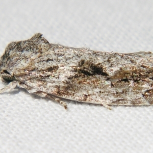 Agriophara confertella at Sheldon, QLD - suppressed
