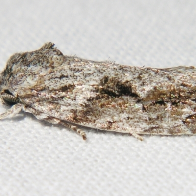 Agriophara confertella (A Concealer moth) at Sheldon, QLD - 13 Jul 2007 by PJH123