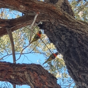 Trichoglossus moluccanus at Lyons, ACT - 18 Aug 2023