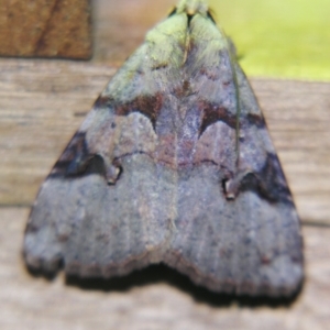 Avatha discolor at Sheldon, QLD - 13 Jul 2007